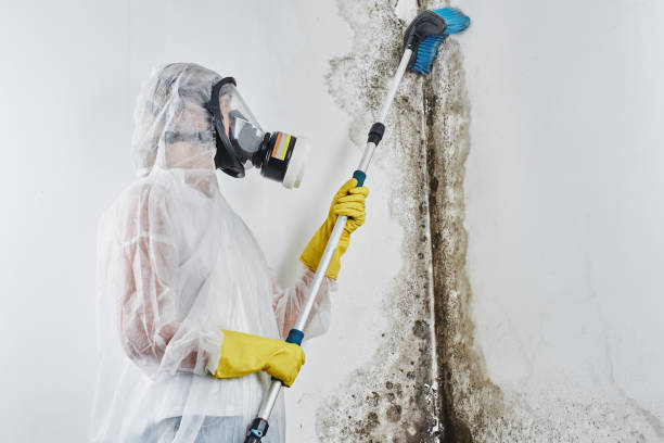 Biohazard Mold Removal in Harrison, AR